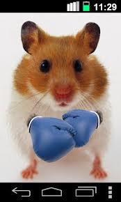 Hamster boxing