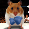 hamsterboxing