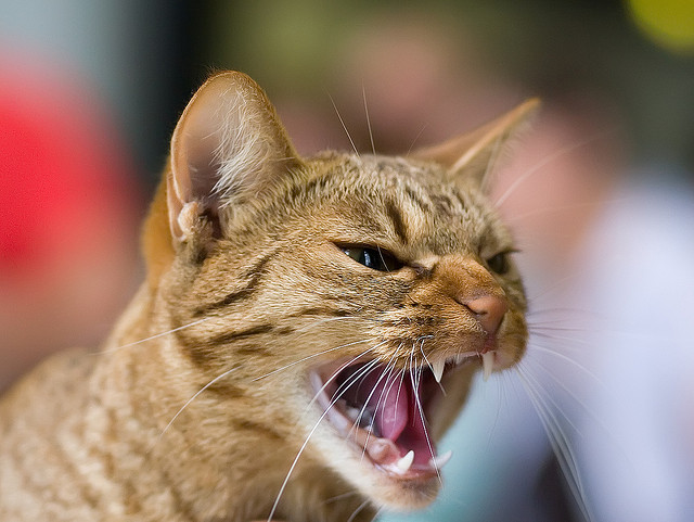 Angry cat