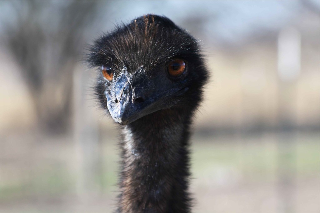 "What do you mean, 'voluntary'?"