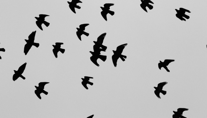 pigeons birds flying