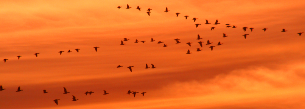 fm_header