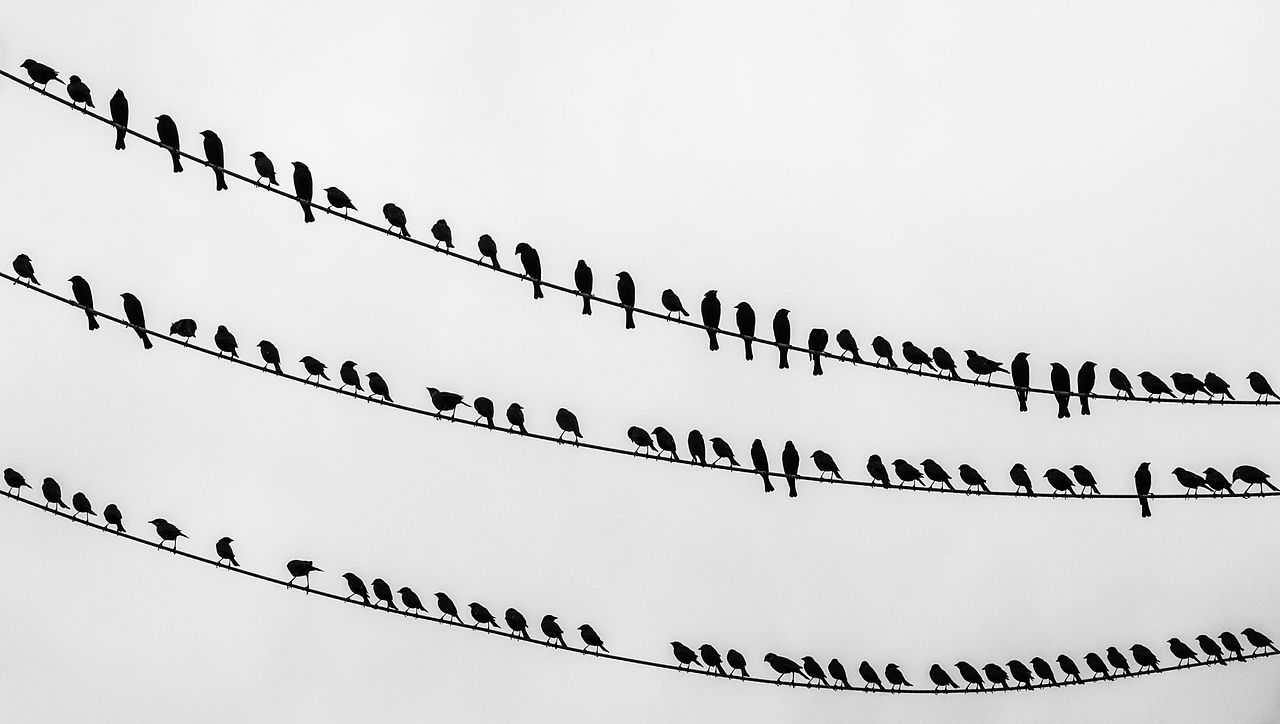1280px-Birds_on_the_wire_-_crop