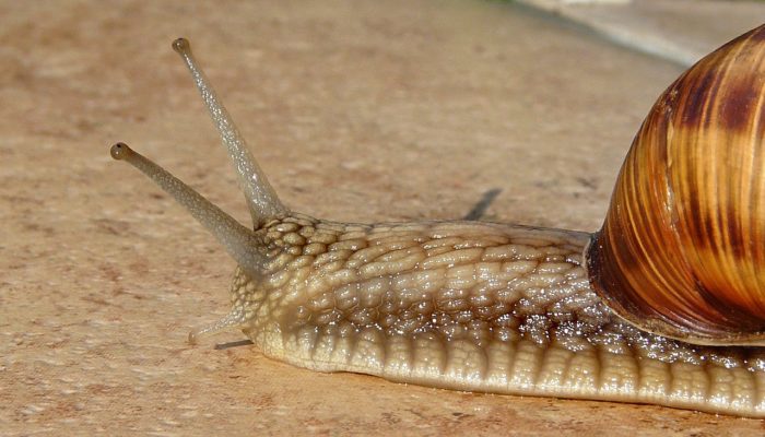 snail slow