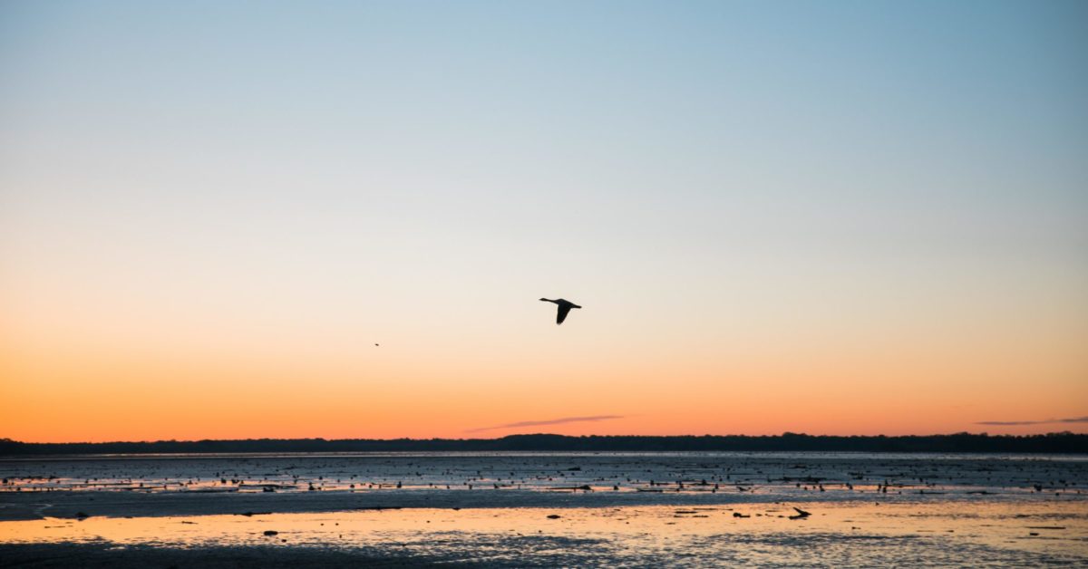 facebook-Linked_Image___colin-maynard-424332-unsplash